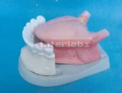 MIDDLE MAGNIFIED TONGUE MODEL WITH FRONT HALF MANENT